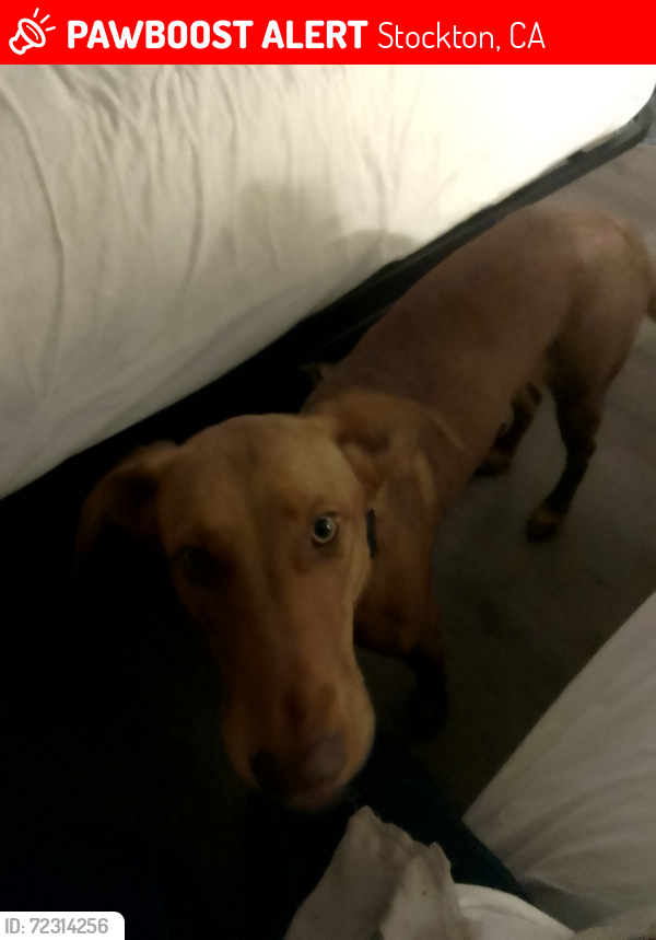 Lost Male Dog last seen Wilson way e street , Stockton, CA 95205