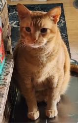 Lost Male Cat last seen 47th and Merriam Drive , Overland Park, KS 66203