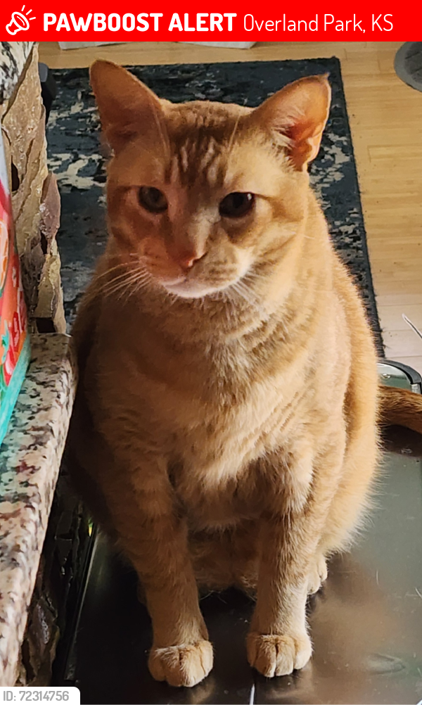 Lost Male Cat last seen 47th and Merriam Drive , Overland Park, KS 66203