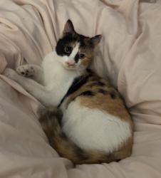 Lost Female Cat last seen Warner/Main, Santa Ana, CA 92707