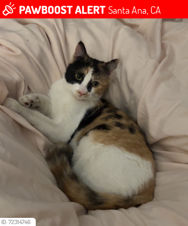 Lost Female Cat last seen Warner/Main, Santa Ana, CA 92707