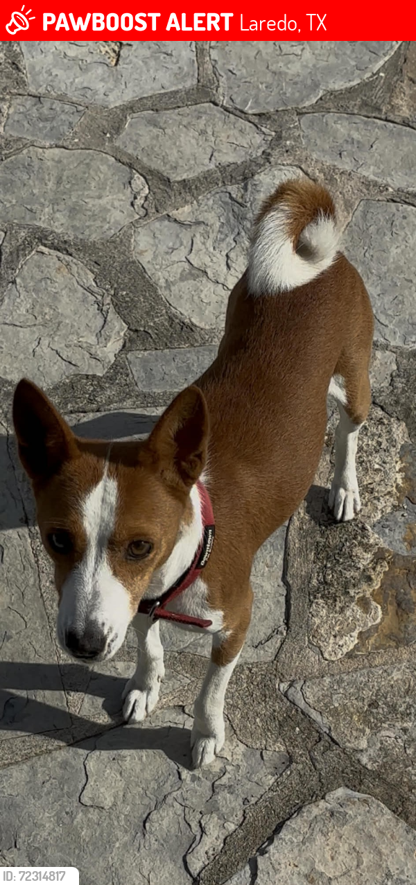 Lost Male Dog last seen St. Patricks Church area, Laredo, TX 78041