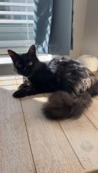 Lost Male Cat last seen Luxe of Mckinney Apts/Trinity Falls , McKinney, TX 75071