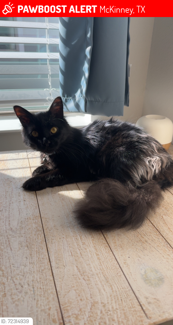 Lost Male Cat last seen Luxe of Mckinney Apts/Trinity Falls , McKinney, TX 75071