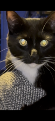 Lost Female Cat last seen Neighborhood behind Bookmans on Country Club and Southern, Mesa, AZ 85210