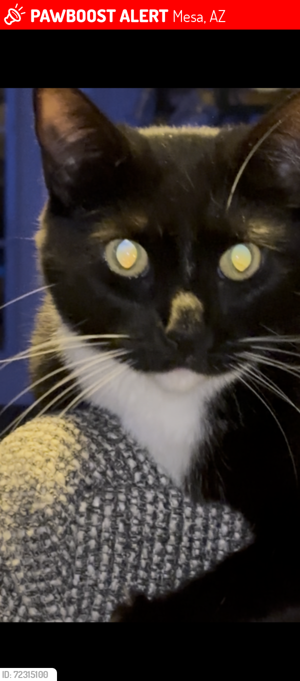 Lost Female Cat last seen Neighborhood behind Bookmans on Country Club and Southern, Mesa, AZ 85210