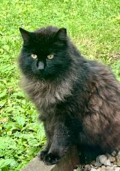 Lost Male Cat last seen Dan Jones and 10th ST, Avon, IN 46123