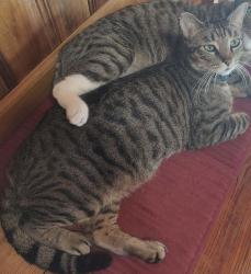 Lost Male Cat last seen Alexander Ln & Mt Holly Huntersville Rd, Huntersville, NC 28078