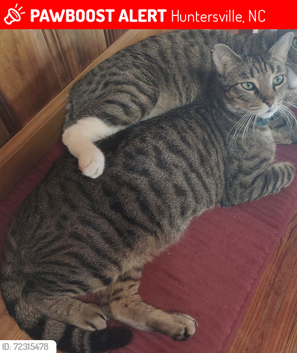Lost Male Cat last seen Alexander Ln & Mt Holly Huntersville Rd, Huntersville, NC 28078