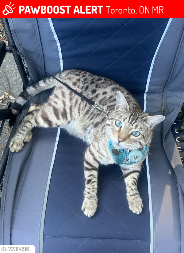 Lost Male Cat last seen Redgrave Drive and Clarion Road, Toronto, ON M9R