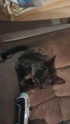 Lost Female Cat last seen Hanover and fern, Grand Rapids, MI 49505