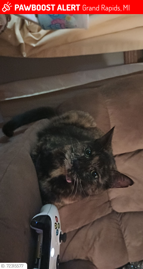 Lost Female Cat last seen Hanover and fern, Grand Rapids, MI 49505