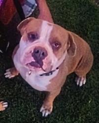 Lost Male Dog last seen Across concho propane between g creek and Carlsbad to the state park behind us, San Angelo, TX 76903