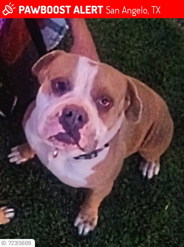 Lost Male Dog last seen Across concho propane between g creek and Carlsbad to the state park behind us, San Angelo, TX 76903