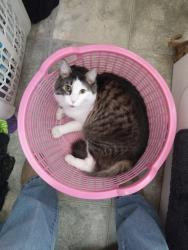 Lost Male Cat last seen Juan P and Gordon, Los Lunas, NM 87031