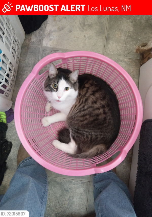Lost Male Cat last seen Juan P and Gordon, Los Lunas, NM 87031