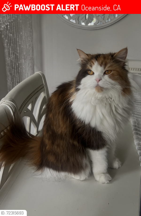 Lost Female Cat last seen Silkwood Dr Oceanside , Oceanside, CA 92054