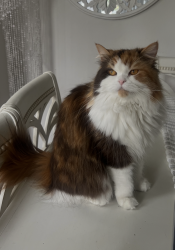 Lost Female Cat last seen Silkwood Dr Oceanside , Oceanside, CA 92054