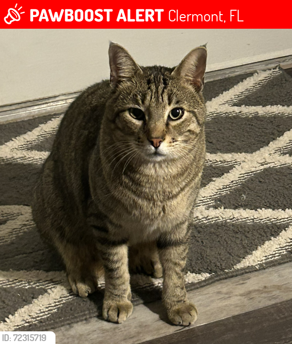 Lost Male Cat last seen Overlook at Lake Louisa Neighborhood, Clermont, FL 34711