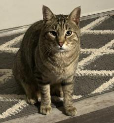 Lost Male Cat last seen Overlook at Lake Louisa Neighborhood, Clermont, FL 34711