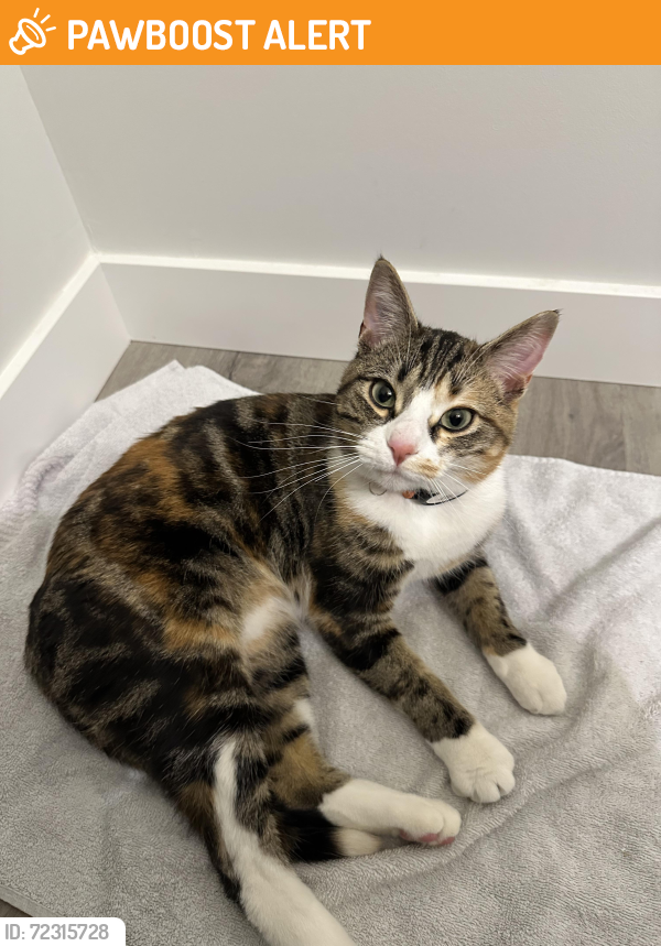 Found/Stray Female Cat last seen Harmony parade, Rocky View County, Rocky View County, AB T3Z 0G4
