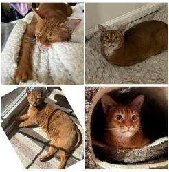 Lost Male Cat last seen Village Green Court, Warwick, NY 10990