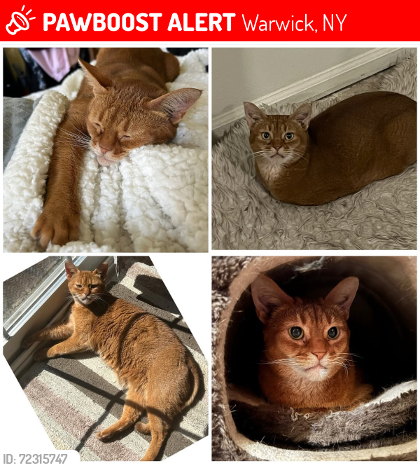 Lost Male Cat last seen Village Green Court, Warwick, NY 10990