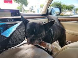 Lost Male Dog last seen Moorland drive, San Diego, CA 92109