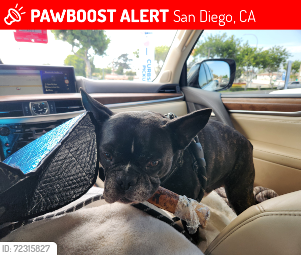 Lost Male Dog last seen Moorland drive, San Diego, CA 92109