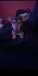 Lost Female Dog last seen Palo verde and ajo by the swap meet, Palo Verde - Ajo Industrial Subd, AZ 85713