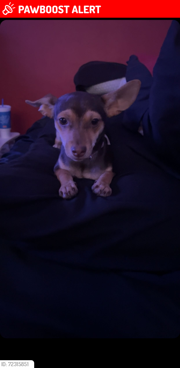 Lost Female Dog last seen Palo verde and ajo by the swap meet, Palo Verde - Ajo Industrial Subd, AZ 85713