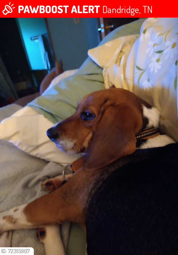Lost Female Dog last seen Sockless Rd off exit 412   West Dandridge, Dandridge, TN 37725