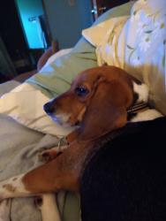 Lost Female Dog last seen Sockless Rd off exit 412   West Dandridge, Dandridge, TN 37725