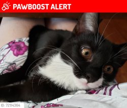 Lost Female Cat last seen Wilderness Trace, Walton County, FL 32433