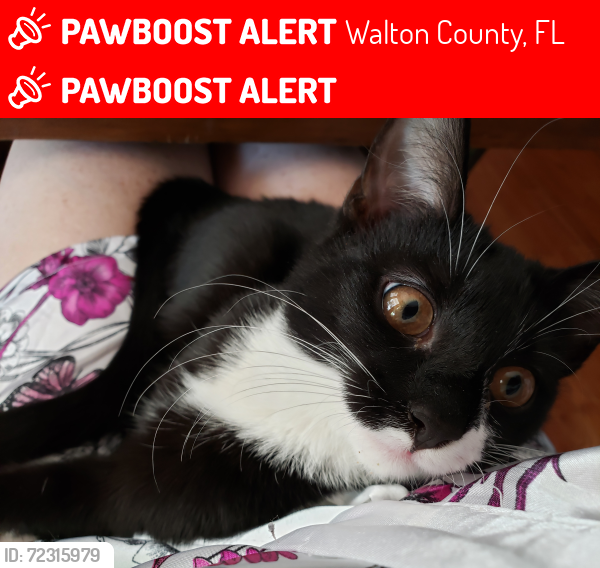 Lost Female Cat last seen Wilderness Trace, Walton County, FL 32433