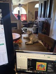 Lost Male Cat last seen Agate St and Jade, Las Cruces, NM 88012