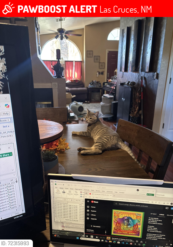 Lost Male Cat last seen Agate St and Jade, Las Cruces, NM 88012