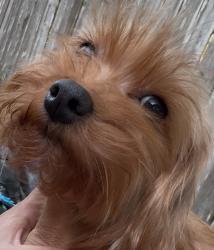 Lost Female Dog last seen Pheasant Creek Subdivision , Sugar Land, TX 77498