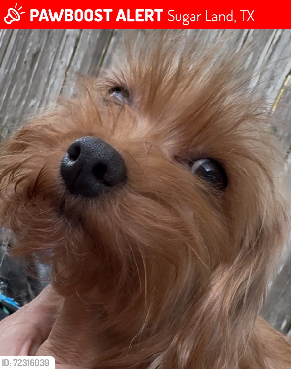 Lost Female Dog last seen Pheasant Creek Subdivision , Sugar Land, TX 77498
