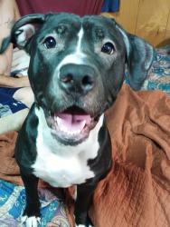 Lost Female Dog last seen Some where between the taco bell on west 19th and by jjc.., San Angelo, TX 76903