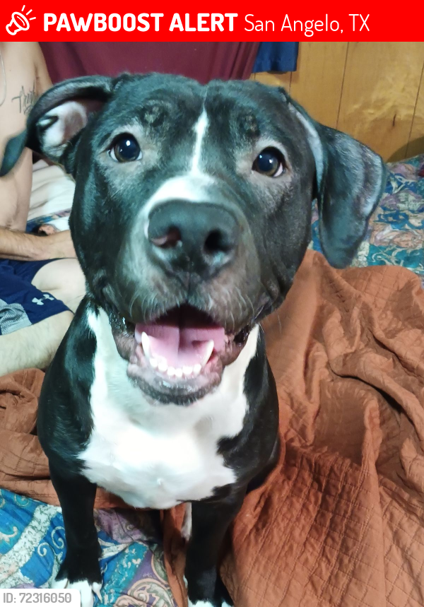 Lost Female Dog last seen Some where between the taco bell on west 19th and by jjc.., San Angelo, TX 76903