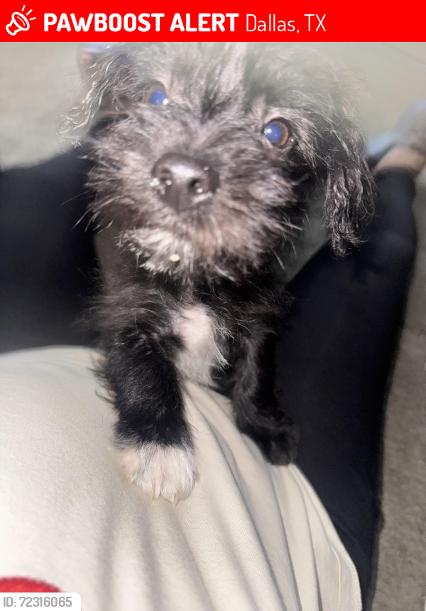 Lost Male Dog last seen Masters & Castlerock, drive in the hses, Dallas, TX 75217