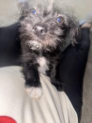Lost Male Dog last seen Masters & Castlerock, drive in the hses, Dallas, TX 75217