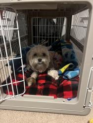 Lost Female Dog last seen Giant, 7-11, Wendy’s Manokeek shopping center, route 228, Accokeek, MD 20607
