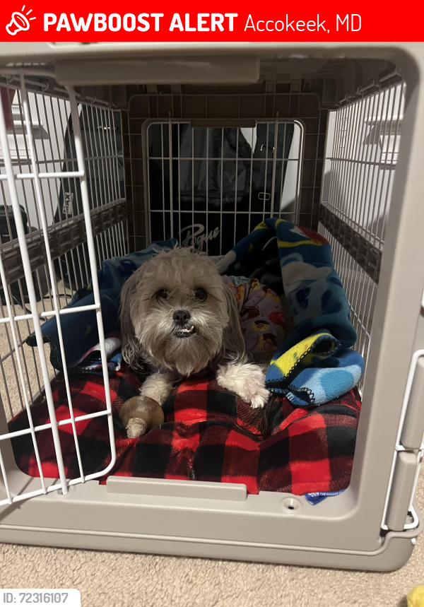 Lost Female Dog last seen Giant, 7-11, Wendy’s Manokeek shopping center, route 228, Accokeek, MD 20607
