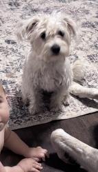 Lost Female Dog last seen Avenue 11 and Road 33 1/2, Madera CA 93636, Madera, CA 93636