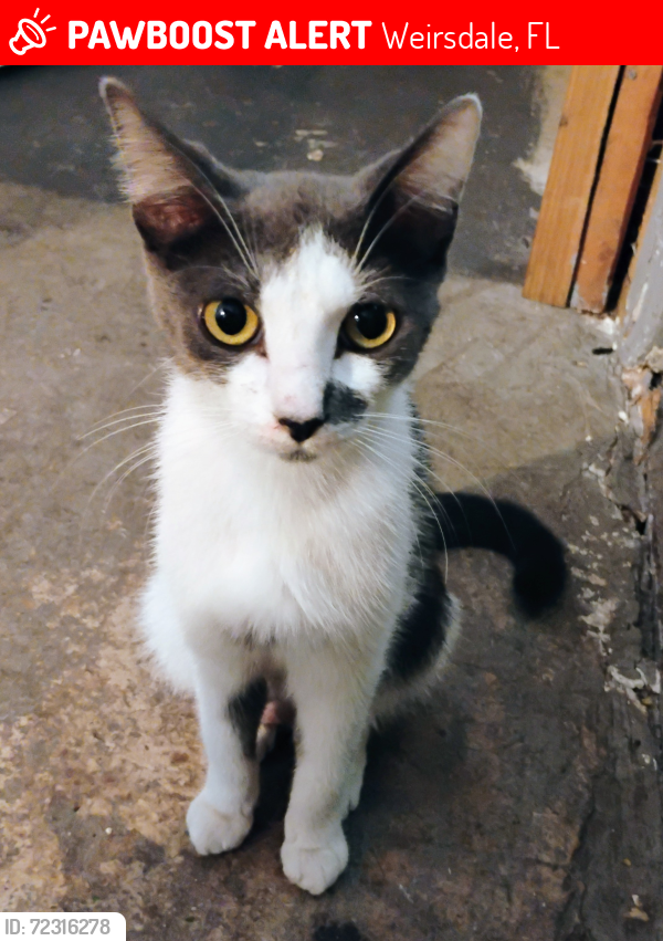 Lost Female Cat last seen Sunset harbor and Billings Automotive , Weirsdale, FL 32195