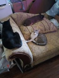 Lost Male Cat last seen National by Arlington Ave Toledo OH , Toledo, OH 43614