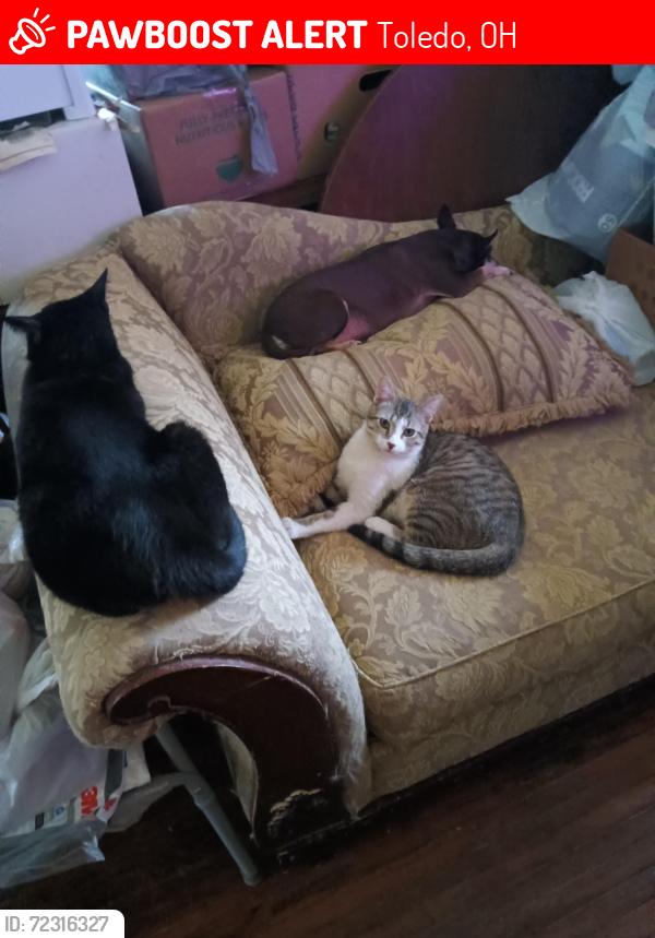 Lost Male Cat last seen National by Arlington Ave Toledo OH , Toledo, OH 43614
