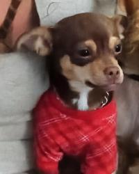 Lost Female Dog last seen Central and Pennsylvania, Albuquerque, NM 87109